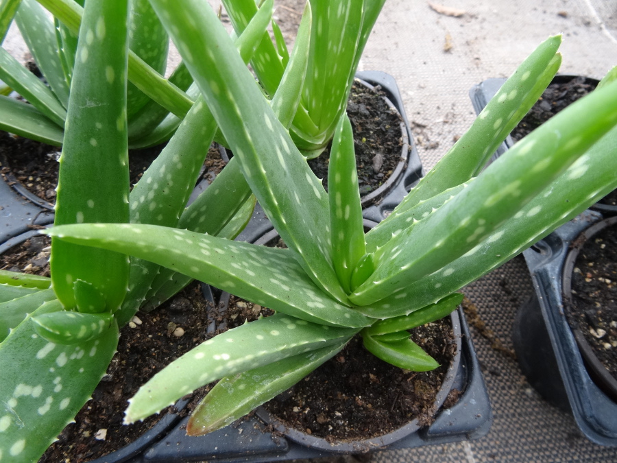 ALOE VERA