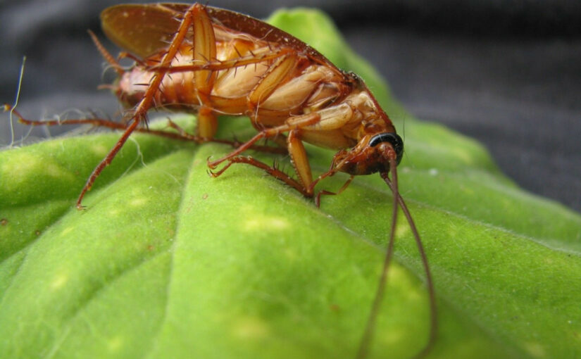 Comment se débarrasser des insectes à la maison